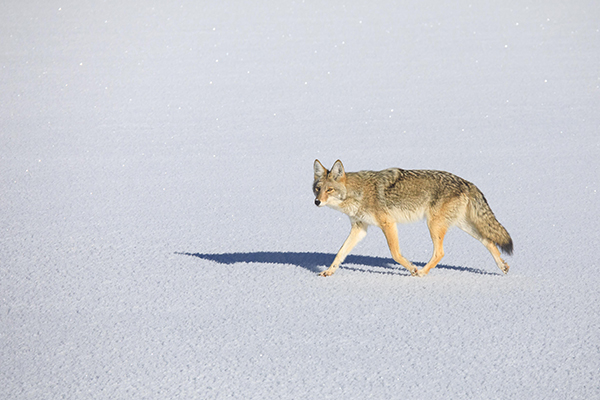 Coyote Trotting on Frozen Landscape