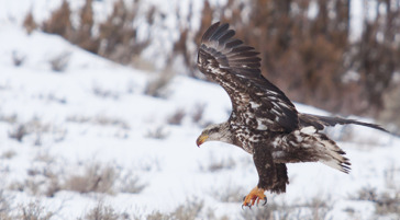 A Juvenile Bald Eagle Flying Through The Winter Landscape