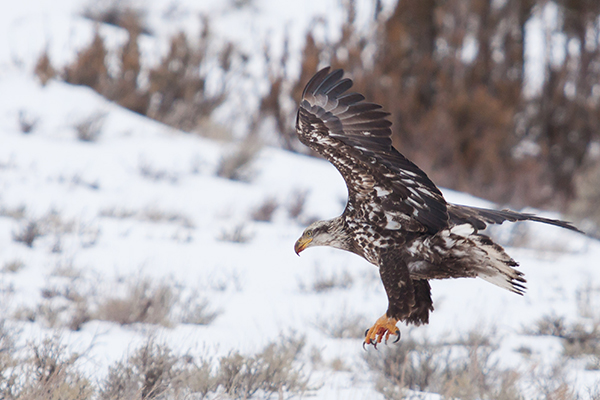 7 Day Yellowstone Revealed Winter Wildlife Expedition