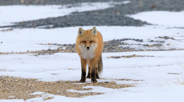 fox in the winter