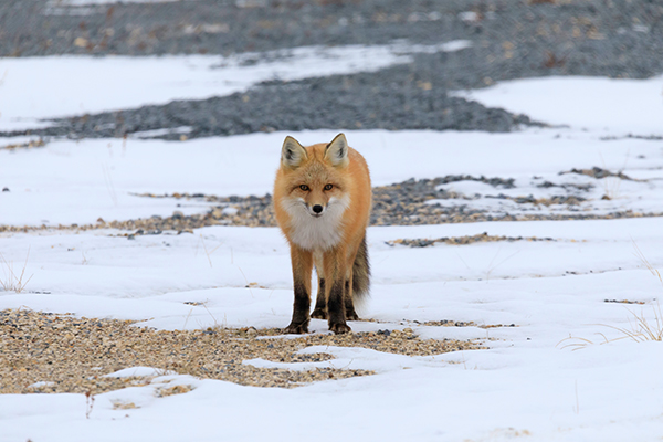 fox in the winter