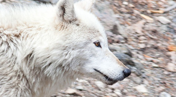 A White Wolf Traveling Along The Yellowstone River In Yellowstone National Park