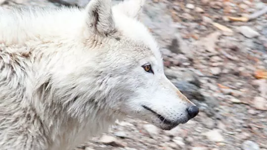 A White Wolf Traveling Along The Yellowstone River In Yellowstone National Park