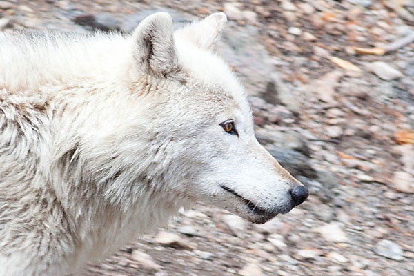 A White Wolf Traveling Along The Yellowstone River In Yellowstone National Park