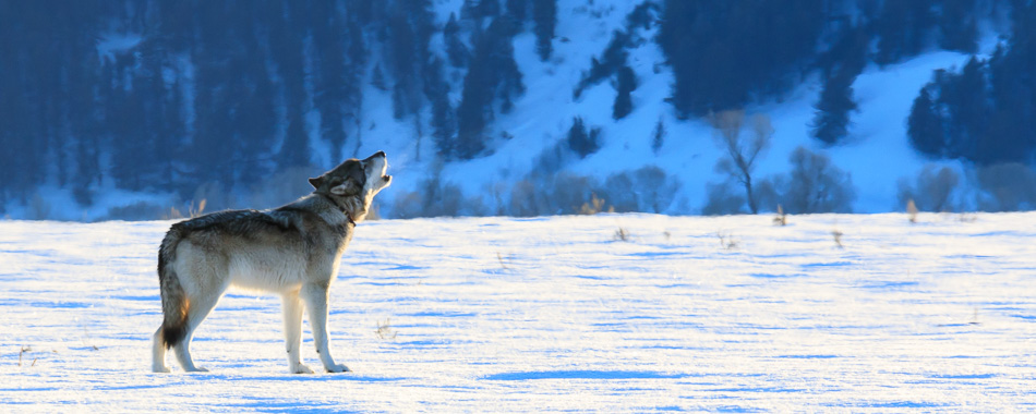 wolves of yellowstone