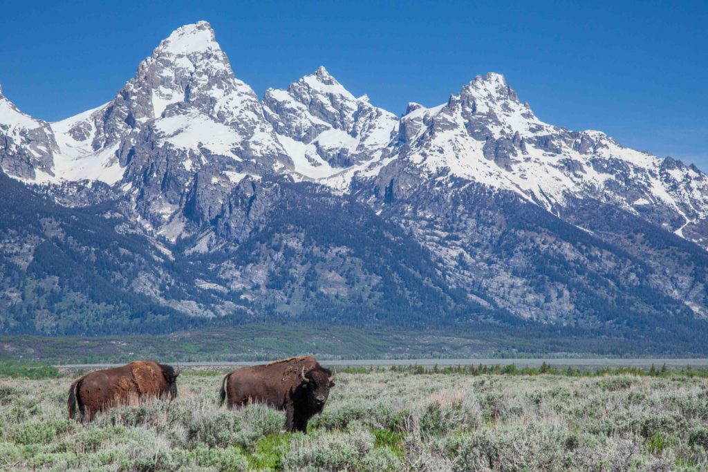 buffalo roaming jackson hole