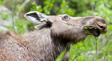 A Cow Moose Feeding On Vegetation