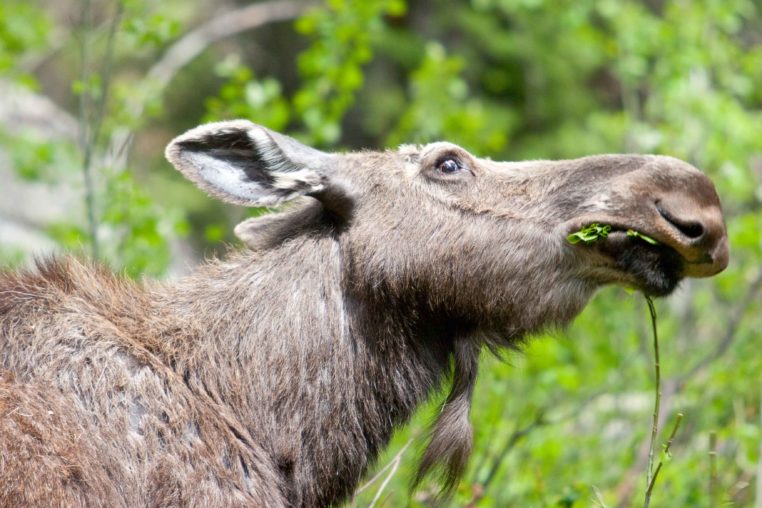 A Cow Moose Feeding On Vegetation
