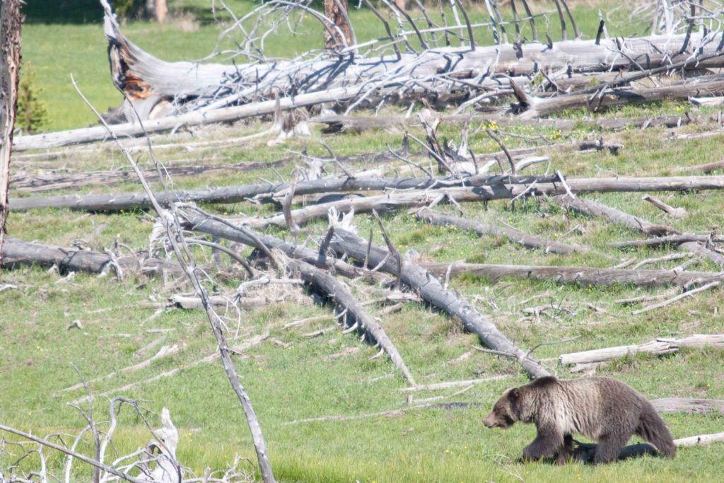 bear at jackson hole