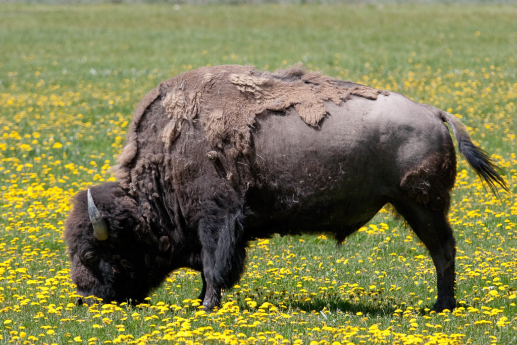 jackson hole buffalo