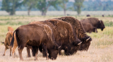 A Bison Herd Grazing On Grass In An Open Valley In Grand Teton National Park