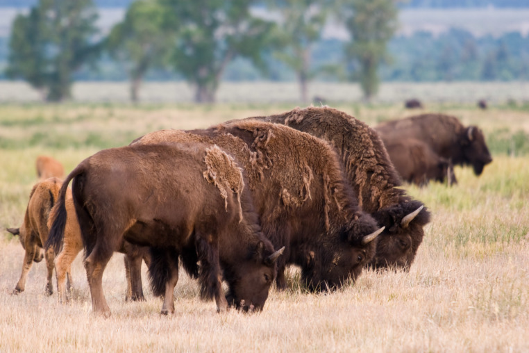 A Bison Herd Grazing On Grass In An Open Valley In Grand Teton National Park