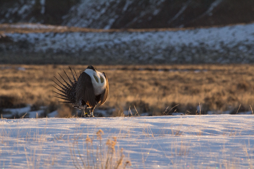 greater sage-grouse male