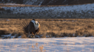 A Greater Sage-Grouse Male Struts His Stuff