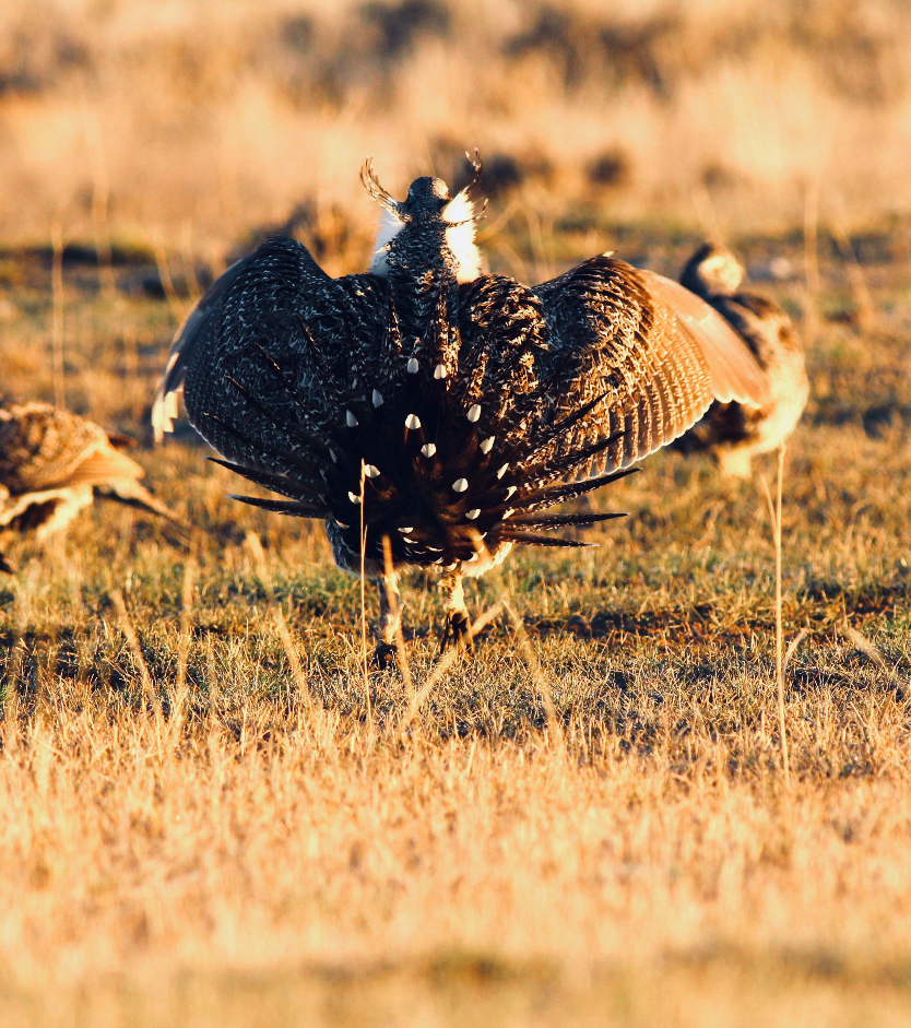 Greater sage-grouse