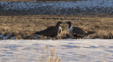 Two Males Vie For Female Attention At A Greater Sage Grouse Lek Site