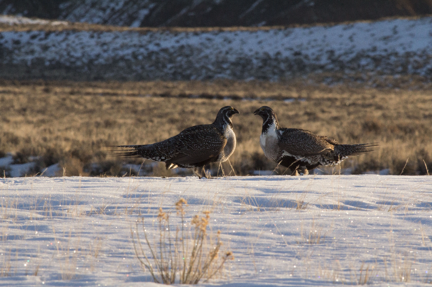 Two males vie for female attention at a greater sage-grouse lek site.