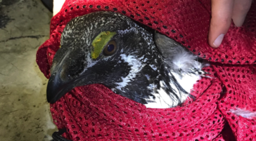 A wildlife biologist gets a closer look at a male greater sage-grouse in Wyoming.