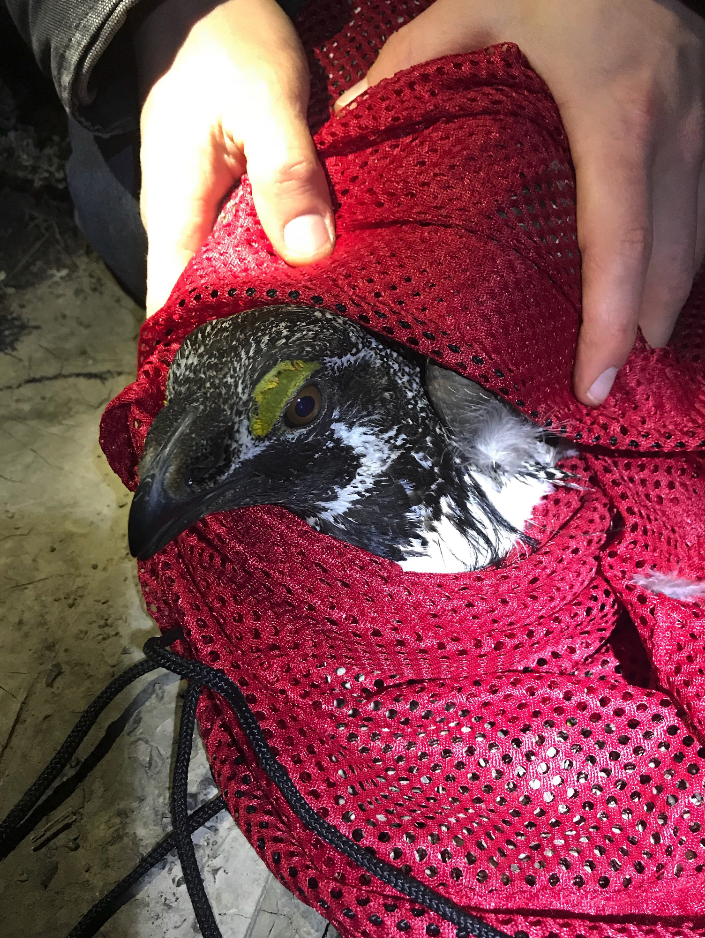 A wildlife biologist gets a closer look at a male greater sage-grouse in Wyoming.