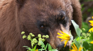 A Black Bear Foraging In Lush, Green Vegetation And Yellow Flowers In Grand Teton National Park