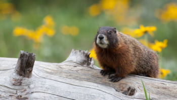 A Marmot Perched On A Dead Log Surrounded By Yellow Wild Flowers