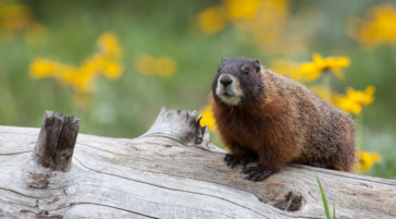 A Marmot Perched On A Dead Log Surrounded By Yellow Wild Flowers