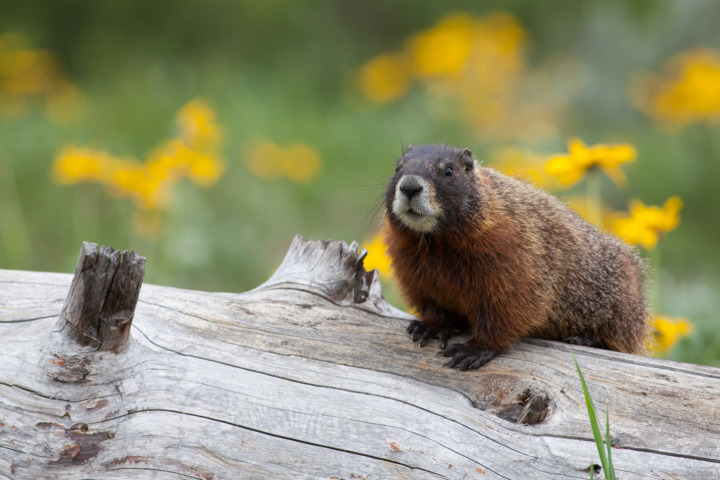 A Marmot Perched On A Dead Log Surrounded By Yellow Wild Flowers