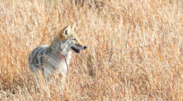 A Coyote Standing In Tall Grass On A Sunny Day