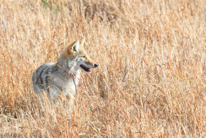 A Coyote Standing In Tall Grass On A Sunny Day