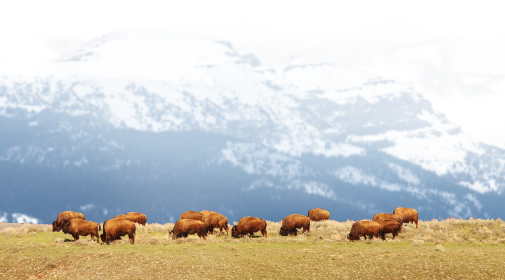 Jackson Hole Wildlife Safaris | Grand Teton & Yellowstone Tours