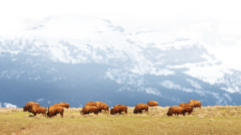 Bison Herd Grazing On A Ridge In Jackson Hole