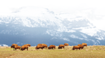 Bison Herd Grazing On A Ridge In Jackson Hole