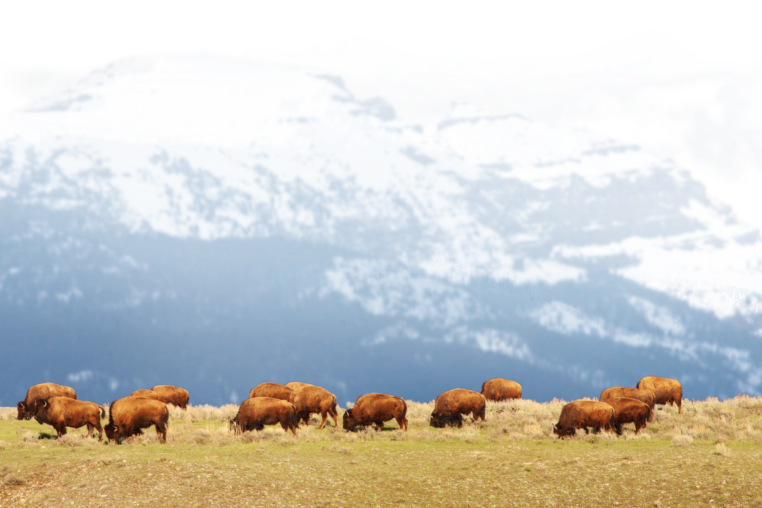 Bison Herd Grazing On A Ridge In Jackson Hole