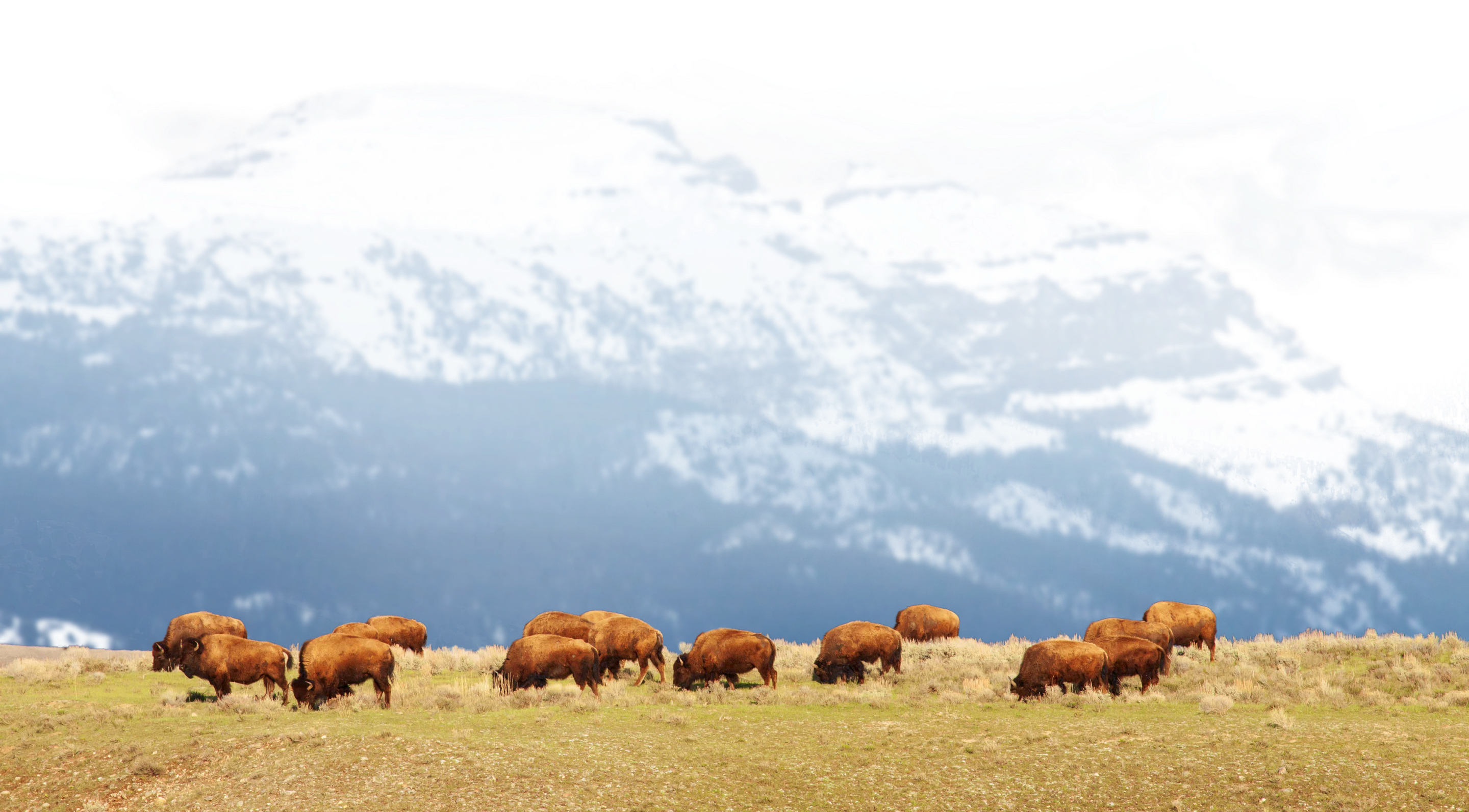 Bison Herd Grazing On A Ridge In Jackson Hole