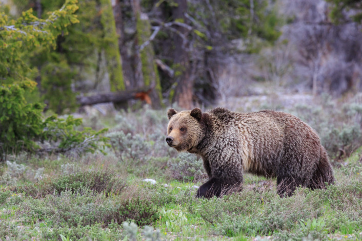 A Grizzly Bear Walking Through Lush, Green Vegetation