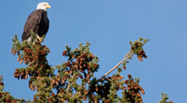 A Bald Eagle Perched On Top Of A Tree On A Sunny Day