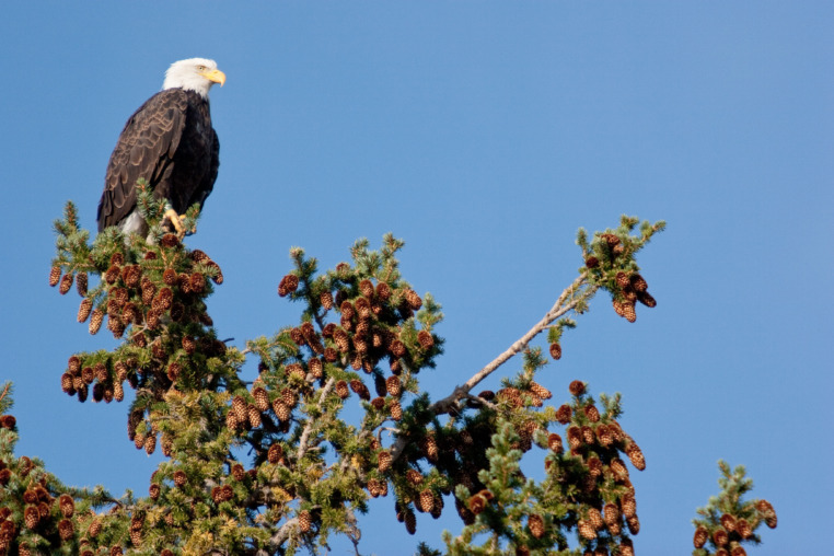 A Bald Eagle Perched On Top Of A Tree On A Sunny Day