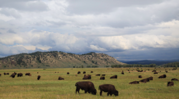 A Bison Herd Grazing And Roaming In An Open, Lush Valley In Grand Teton National Park