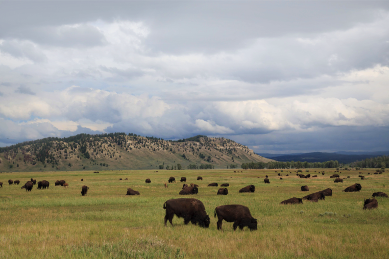 A Bison Herd Grazing And Roaming In An Open, Lush Valley In Grand Teton National Park