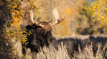 A Bull Moose Walking Through Vibrant Fall Color In Grand Teton National Park