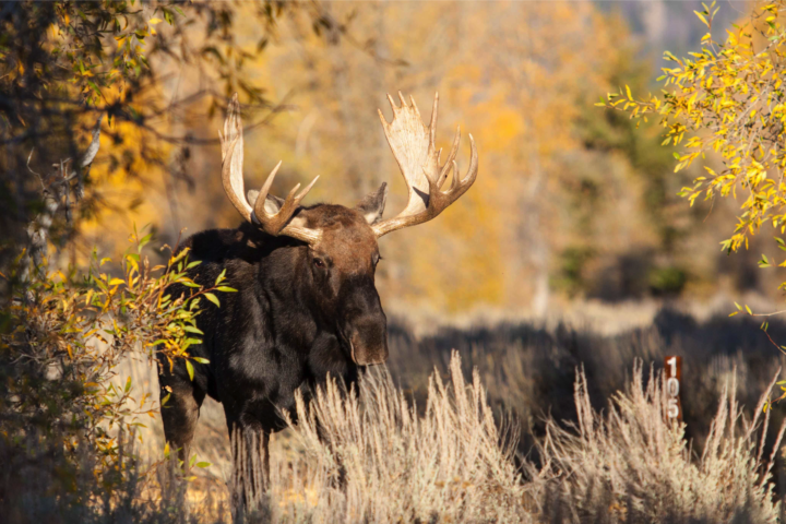 A Bull Moose Walking Through Vibrant Fall Color In Grand Teton National Park