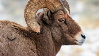 A Close Up Of A Bighorn Sheep Ram And His Newly "Broomed" Horn