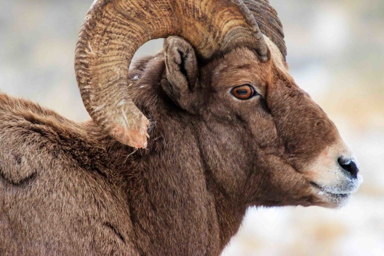 A Close Up Of A Bighorn Sheep Ram And His Newly "Broomed" Horn