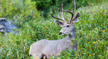 Mule Deer in Grand Teton National Park