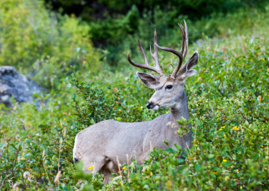Mule Deer in Grand Teton National Park