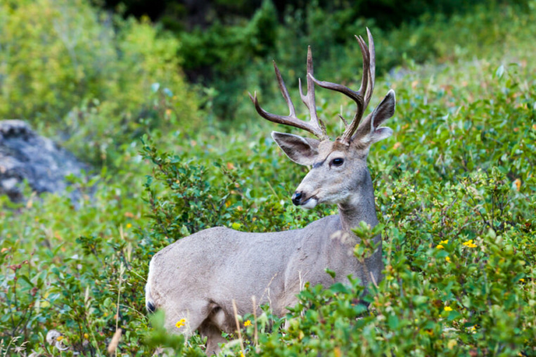 Mule Deer in Grand Teton National Park