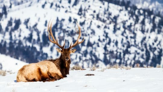 bull elk Yellowstone National Park