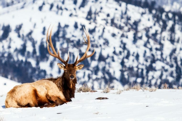 bull elk Yellowstone National Park