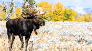 Bull moose in fall colors in Grand Teton National Park