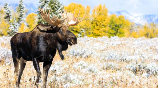 Bull moose in fall colors in Grand Teton National Park
